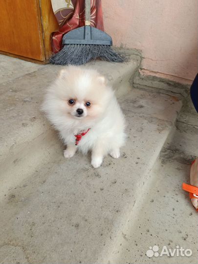 Щенок померанского шпица