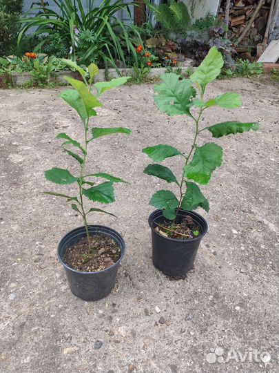 Саженцы боярышника крупноплодного