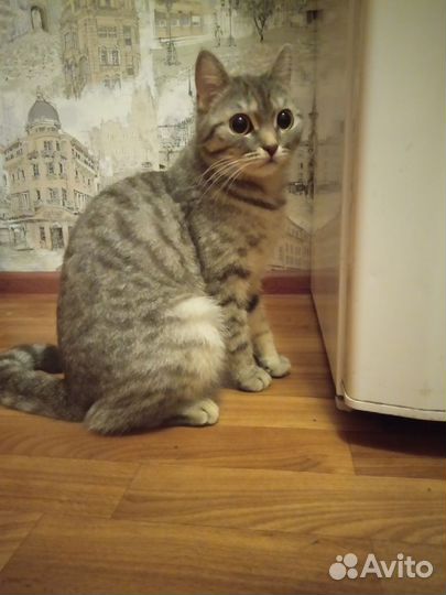 Британская кошка