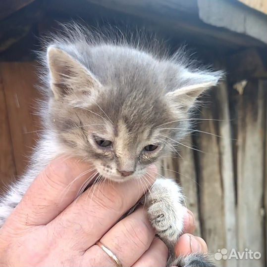 Котята девочки