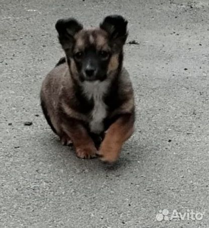 Щенок в добрые руки