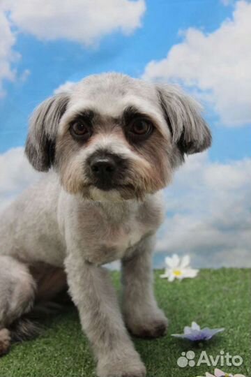 Стрижка кошек и собак. Зоосалон. Груминг