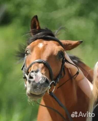 Продам мерина арабской породы