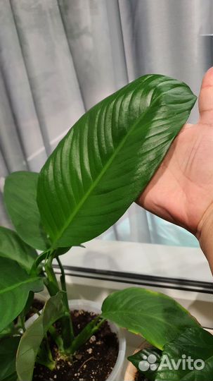 Спатифиллум