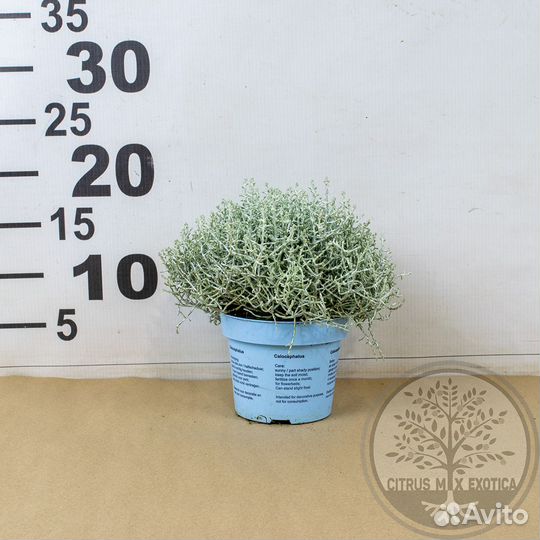 Калоцефалус. Снежный кустарник