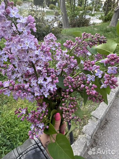 Пчелосемьи с ульями