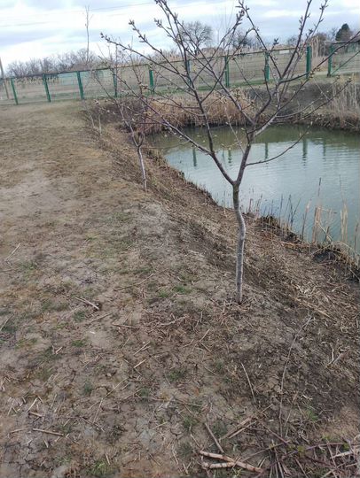 Участок 4 сот. (ИЖС)