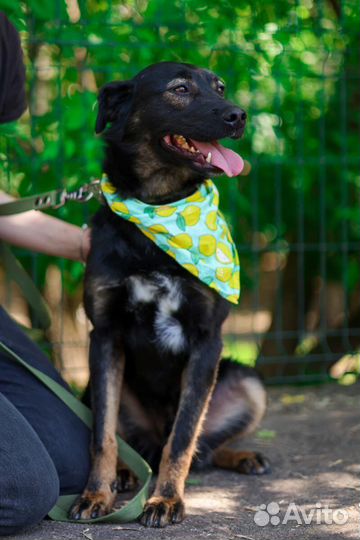 Собака в добрые руки