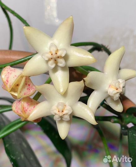 Разные хойи, сортовые и видовые