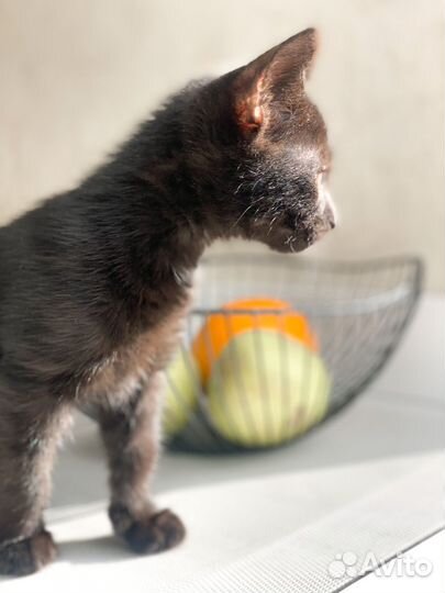 Котенок черного окраса (домашняя пантера