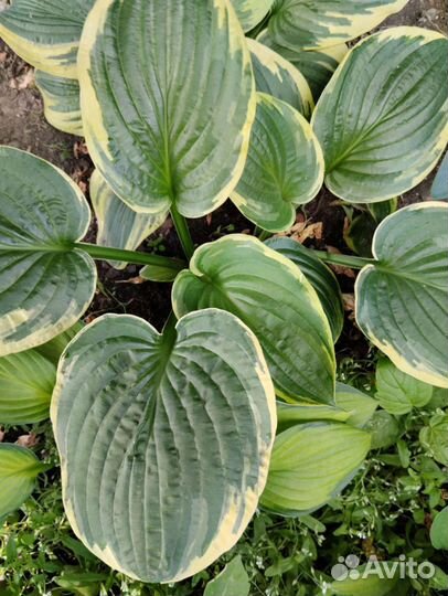 Многолетники. См профиль много растений