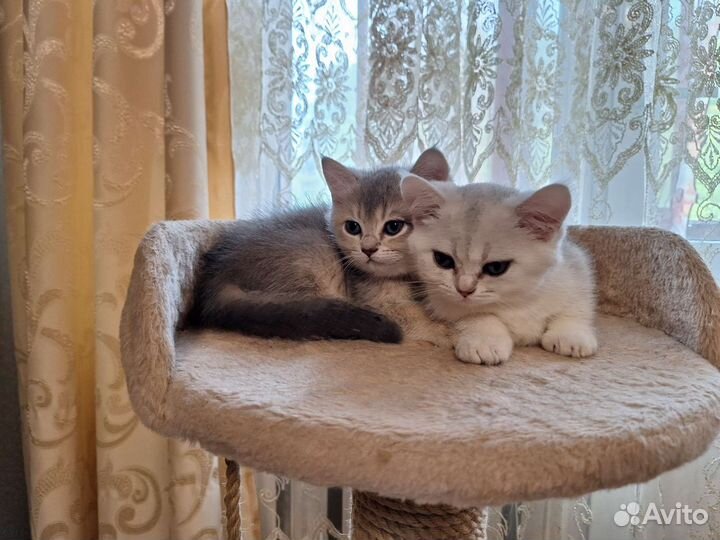Британские котята шиншилла