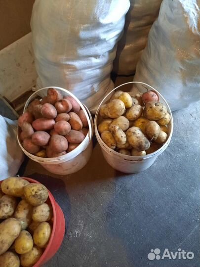 Продам картофель