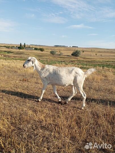 Козочки, козлики на племя и на мясо