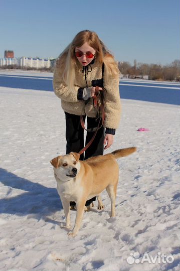 Метис лабрадора в добрые руки