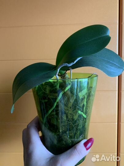 Орхидея сортовая