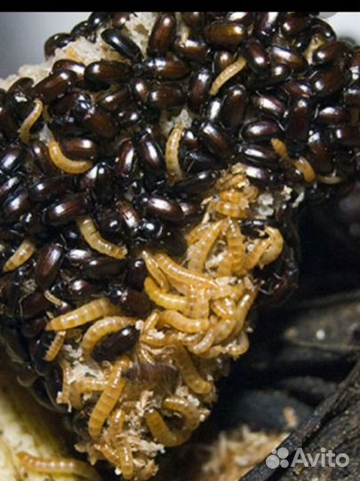 Жук знахарь