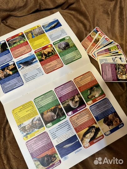 Карточки geoленок (геолёнок)