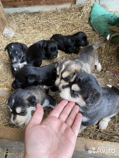 Собака дворовая