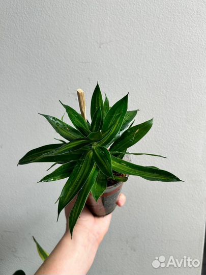 Шефлера, драцена, опунция, санса