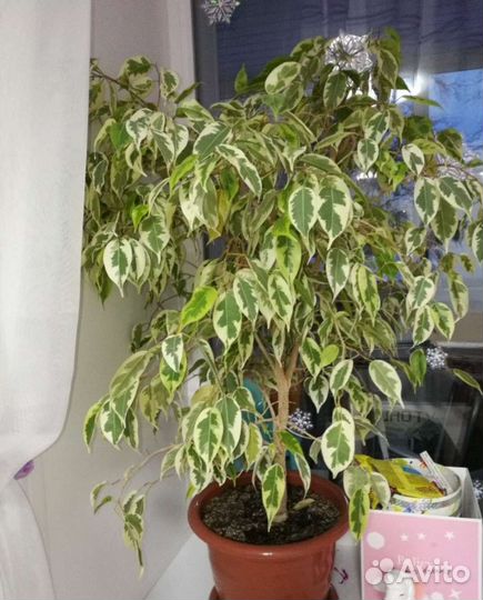 Фикус бенджамина