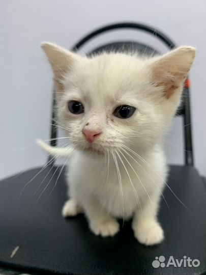 Котенок