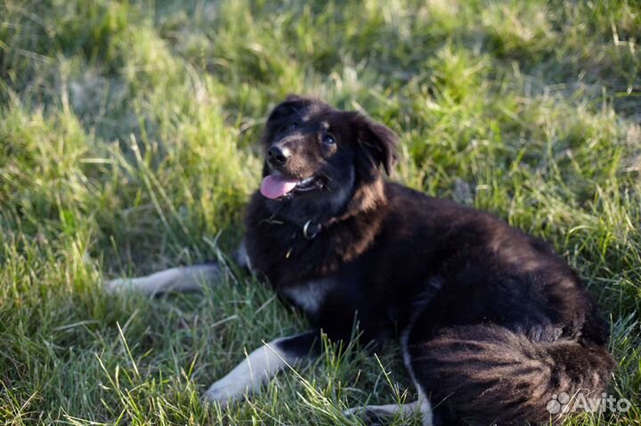 Ищет дом чудесная Тэя