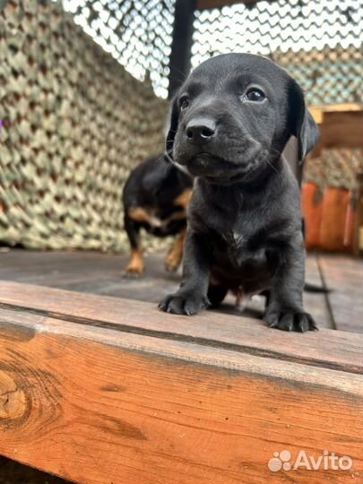 Щенки таксы