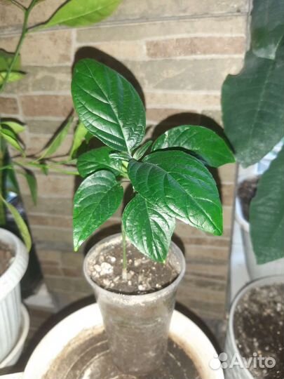 Комнатные растения