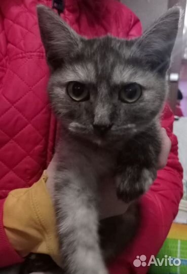 Котенок девочка