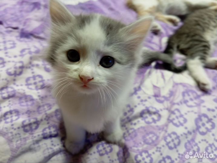 Отдам котят в добрые руки