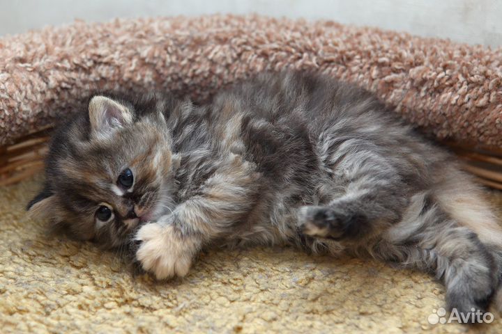 Сибирские котята готовятся к продаже