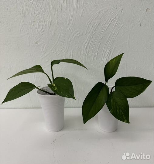 Эпипремнум (сциндапсус)