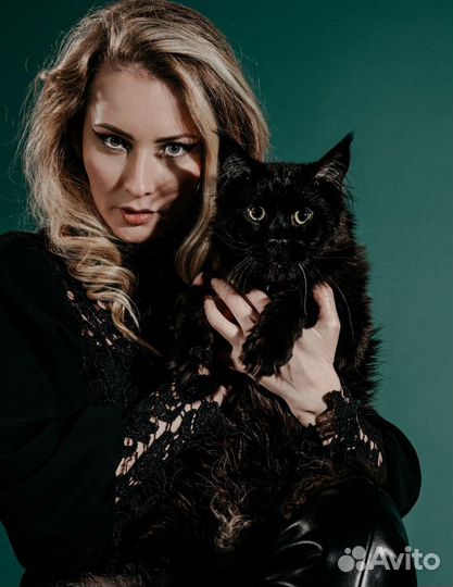 Кот мейн кун модель