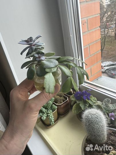 Декабрист отростки