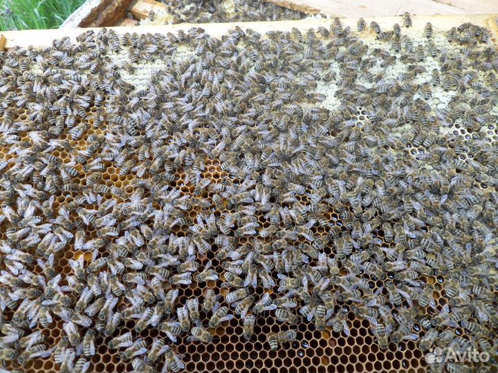 Пчелы пчелопакеты