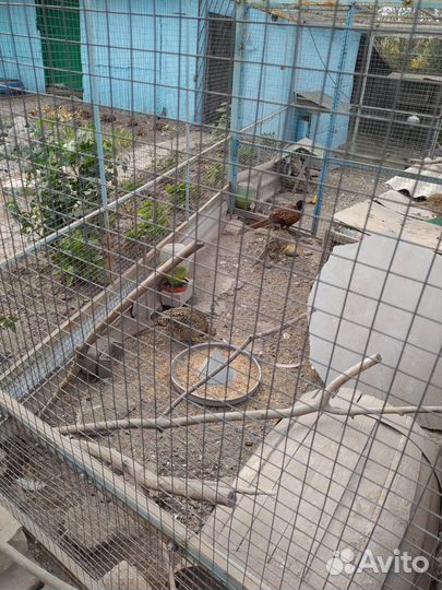 Фазан охотничий