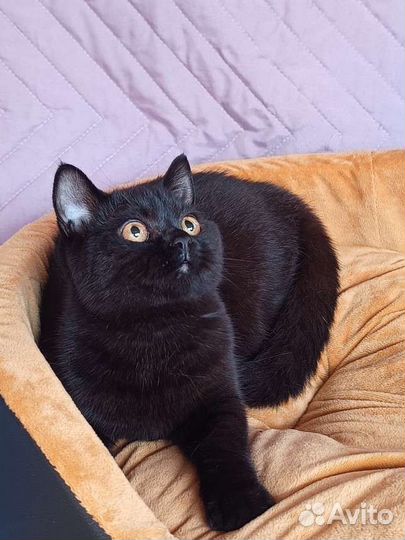 Пантера в миниатюре