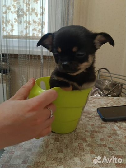 Чихуахуа мини девочка