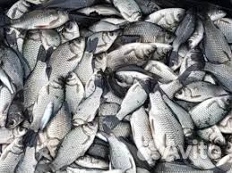 Живец карась