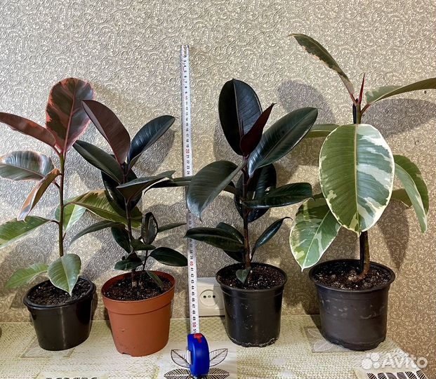 Комнатные растения цветы