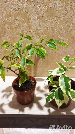 Комнатные растения