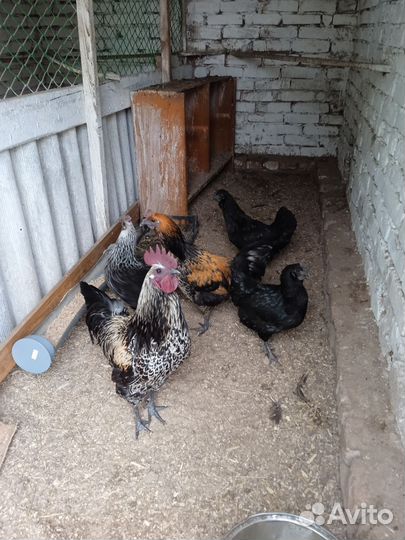 Инкубационное яйцо породных кур