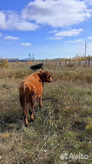 Телята бычки