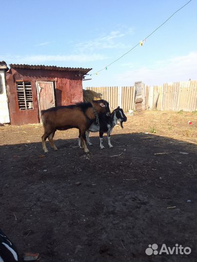 Козел вязка альпо-чех