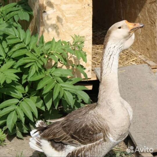 Холмогорские гуси на племя и индоутки голубые