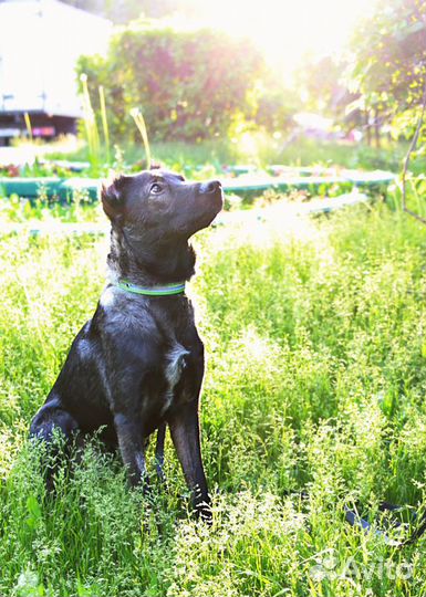 Весёлый малышок Граф в добрые руки