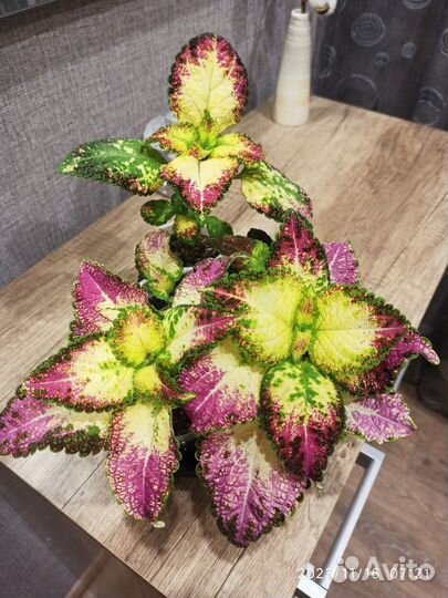 Аватар (черенок колеуса)