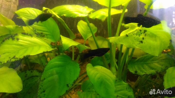 Моллинезия Черная