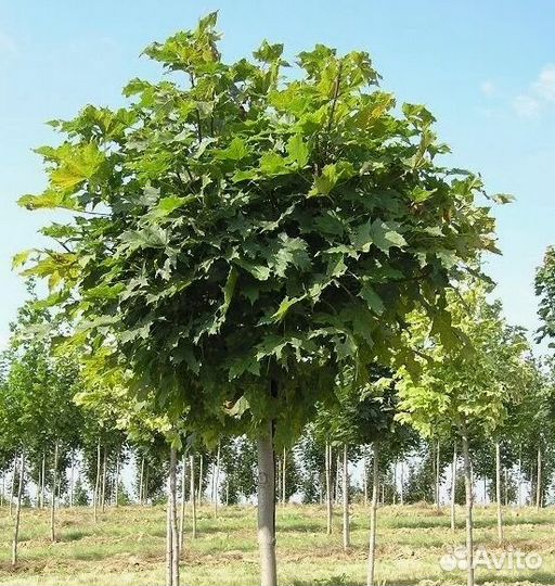 Клен саженцы, крупномеры